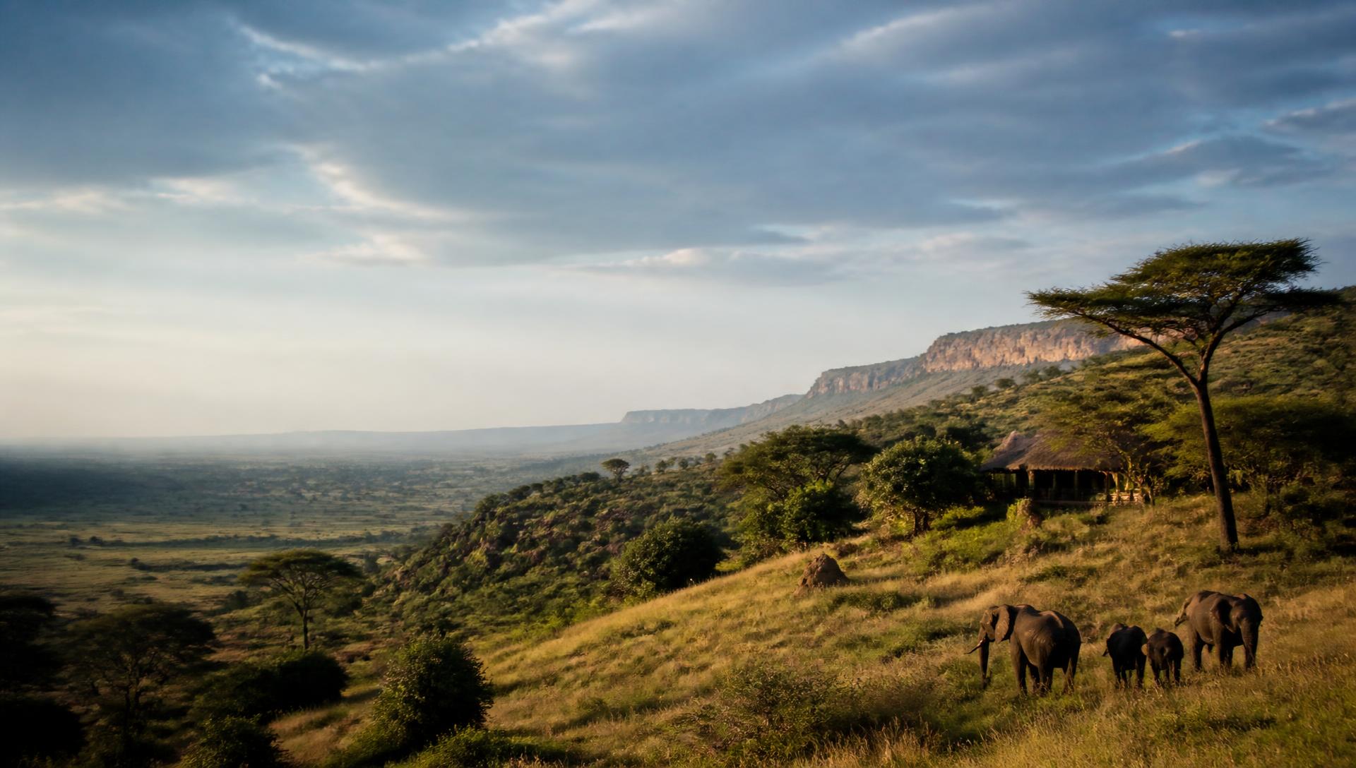 Elephants moving through a conservation landscape beside a remote safari lodge